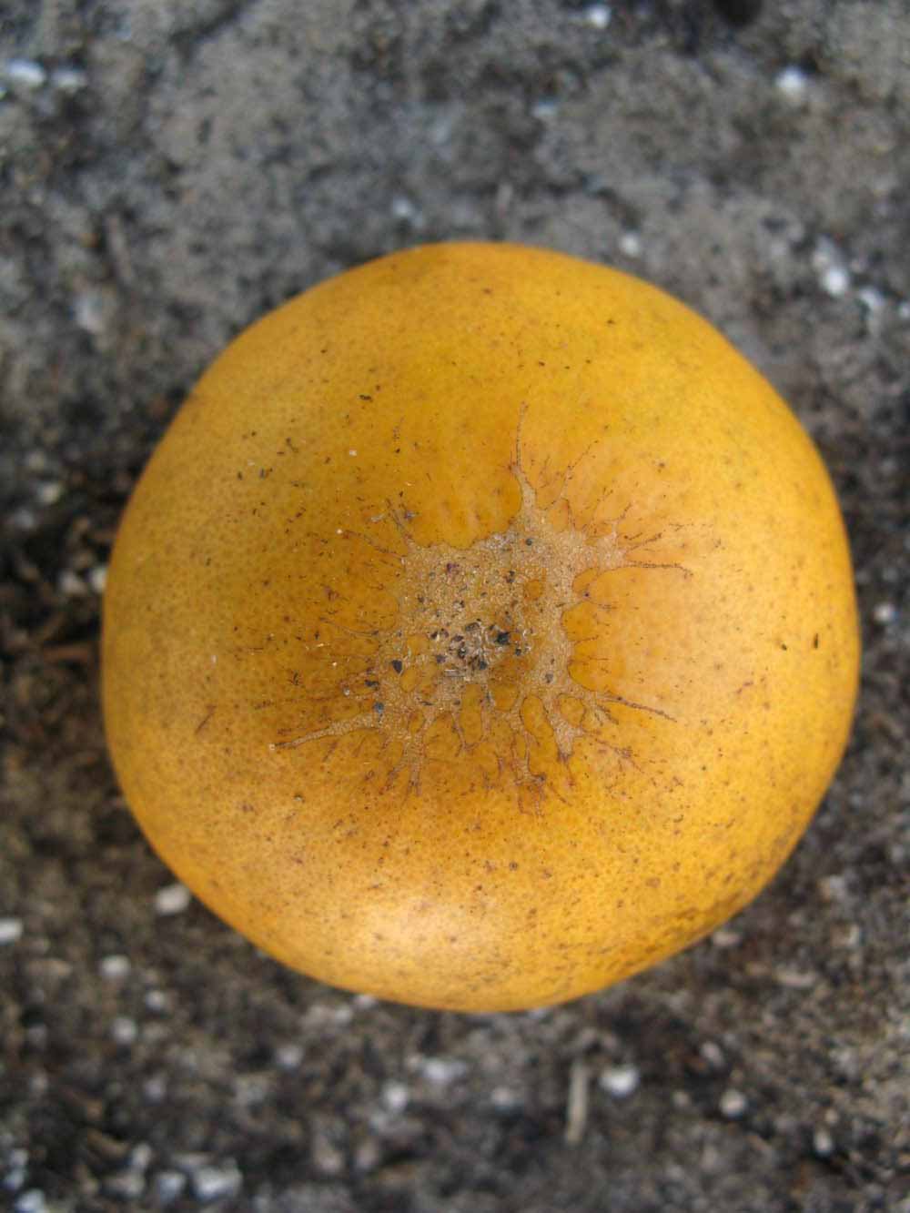            Fruit (Winter Haven, FL)   